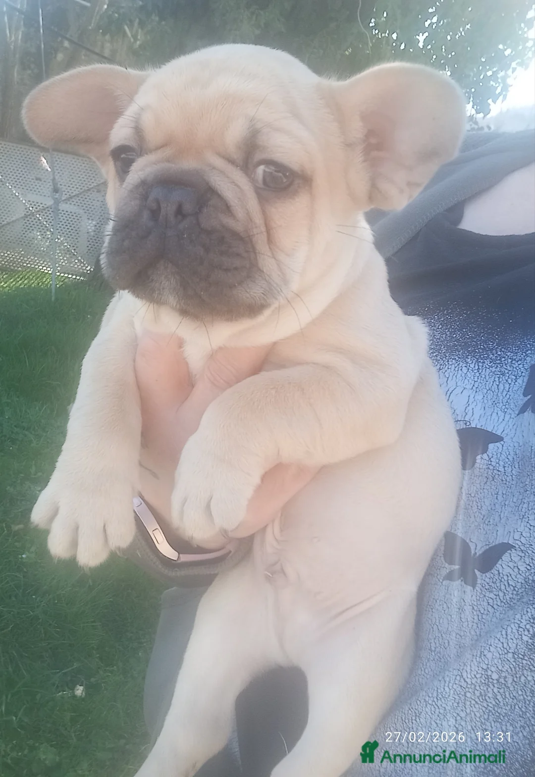 Bulldog Francese cani in vendita: Bulldog francese  - Annuncio 1