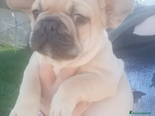 Bulldog Francese cani Bulldog francese - Annuncio 1