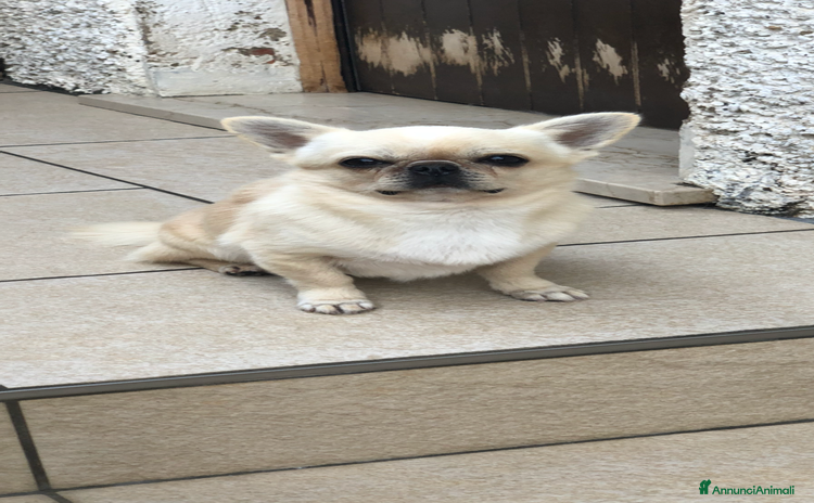 Chihuahua cani - Annuncio 12