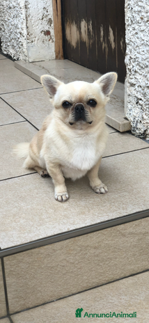Chihuahua cani - Annuncio 10
