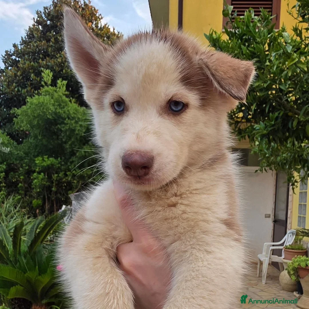 Husky cani in vendita: Siberian husky - Annuncio 2
