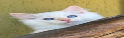 Ragdoll gatti in vendita: Middle Earth Nagga Ragdoll Red Colourpoint  - Annuncio 8