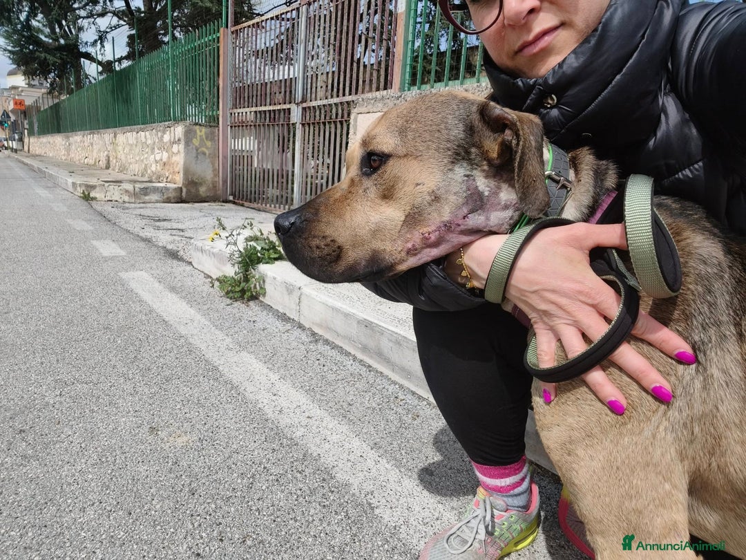 Meticcio cani in regalo: Bellissimo e dolcissimo Bobby - Annuncio 17
