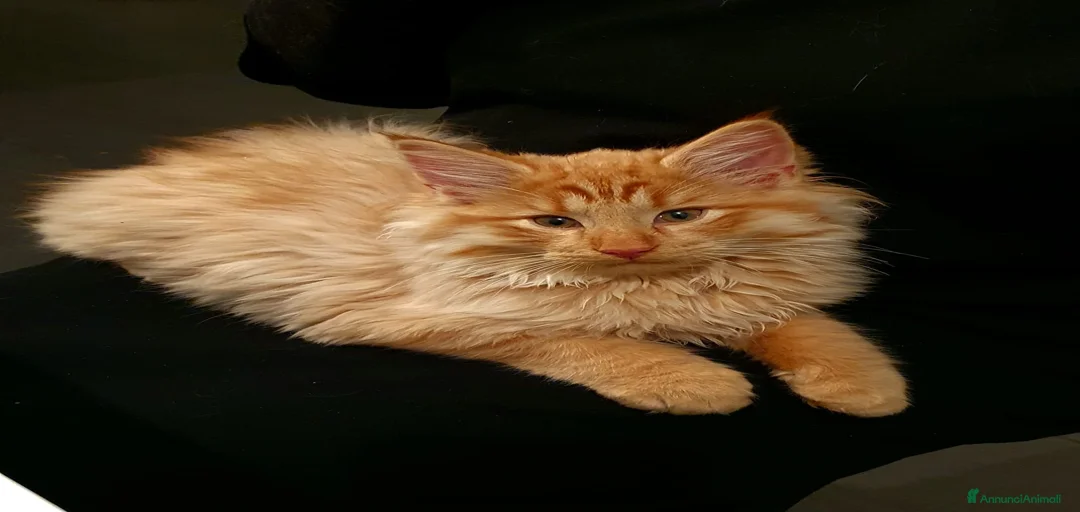 Immagine della galleria {{count}}