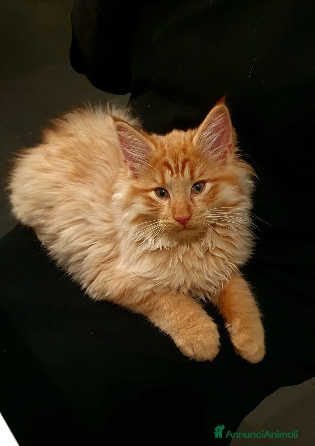 Immagine della galleria {{count}}