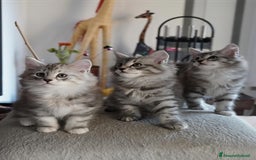 Siberiano gatti in vendita: 3 gioielli siberiani black silver - Immagine 2