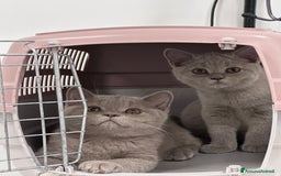 British gatti in vendita: British Shorthair  - Immagine 5