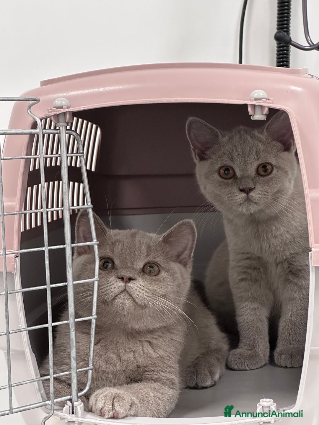 British gatti in vendita: British Shorthair  - Immagine 5