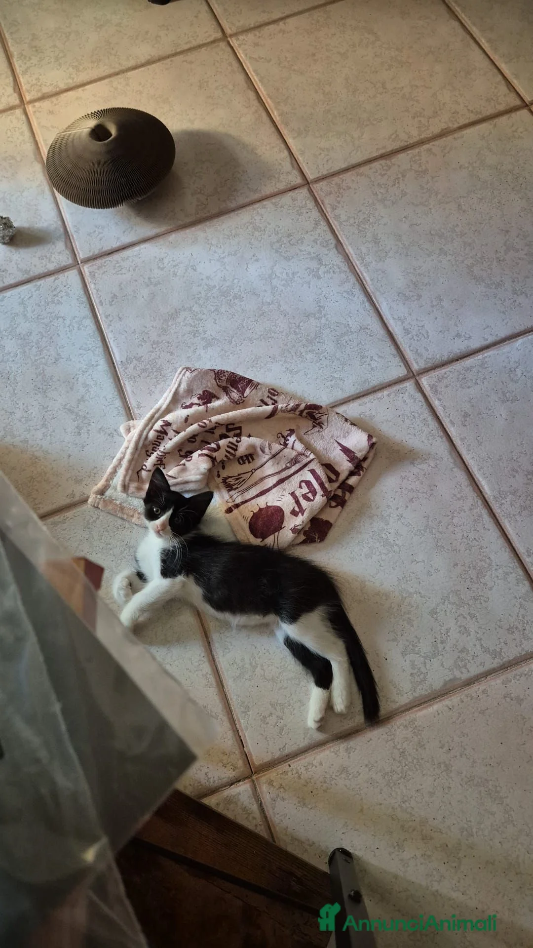 Europeo gatti in regalo: Bunny  a Provincia di Salerno - Annuncio 2