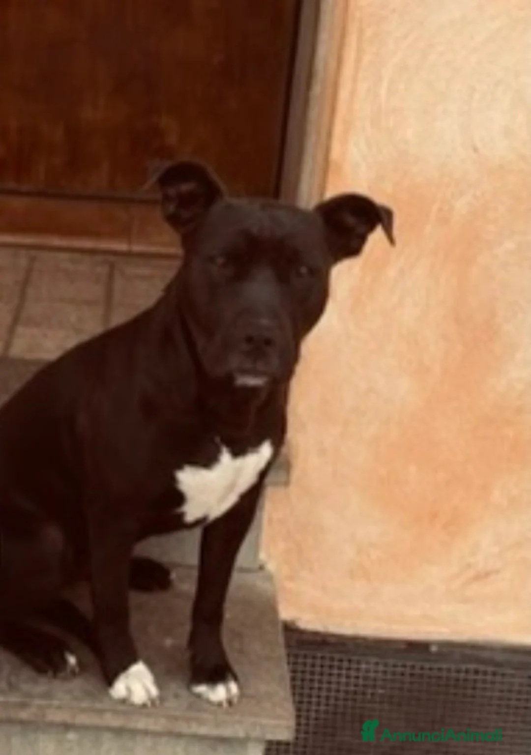 Pitbull cani in regalo: Farah  a Città metropolitana di Roma Capitale - Annuncio 2