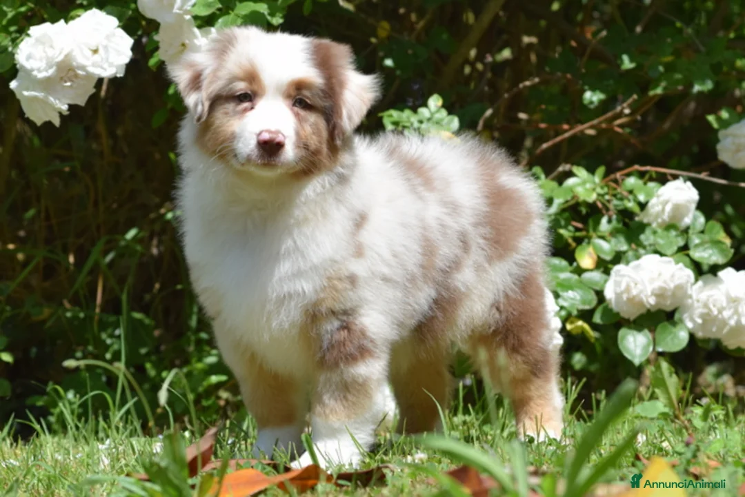 Immagine della galleria {{count}}