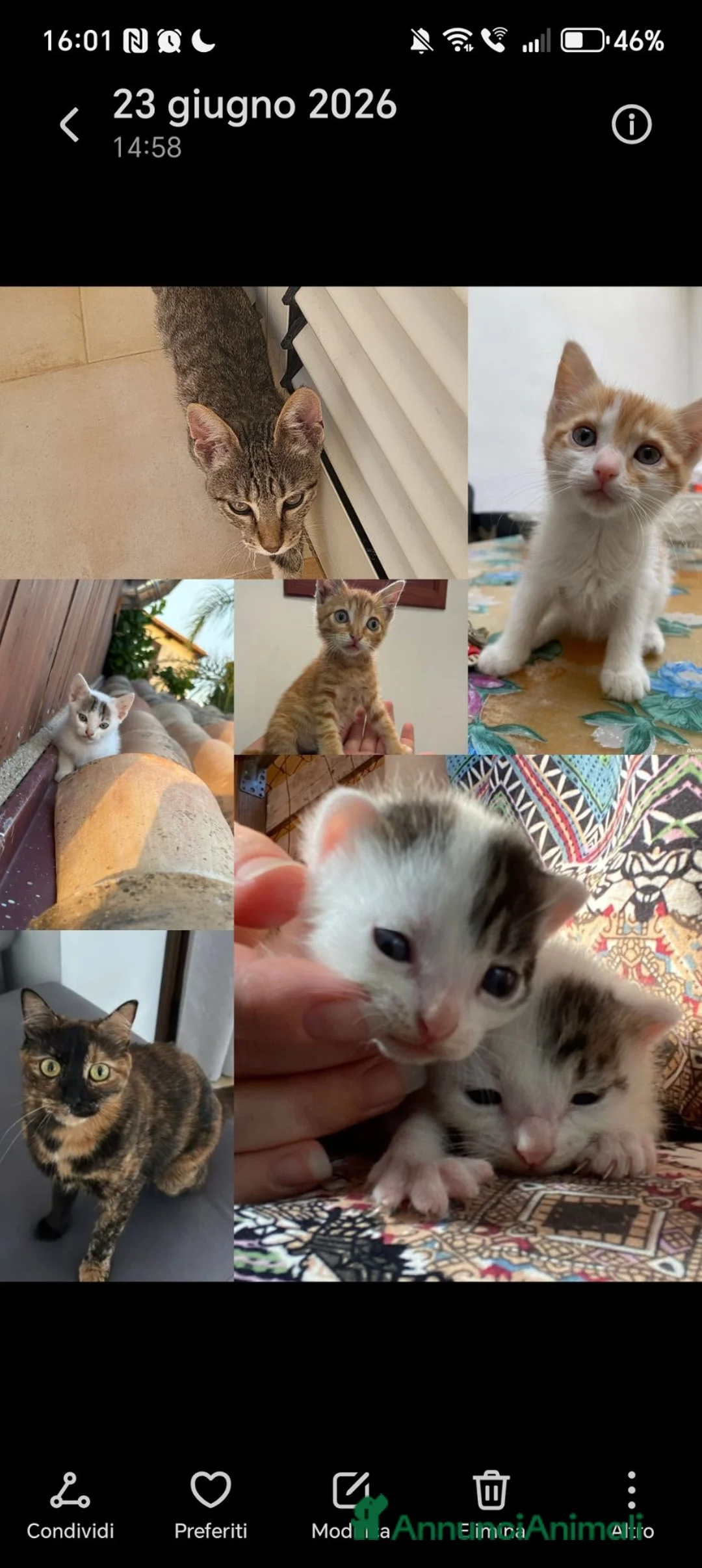 Meticcio gatti in regalo: 🐾 Splendidi gattini cercano casa! 🐾 - Annuncio 1