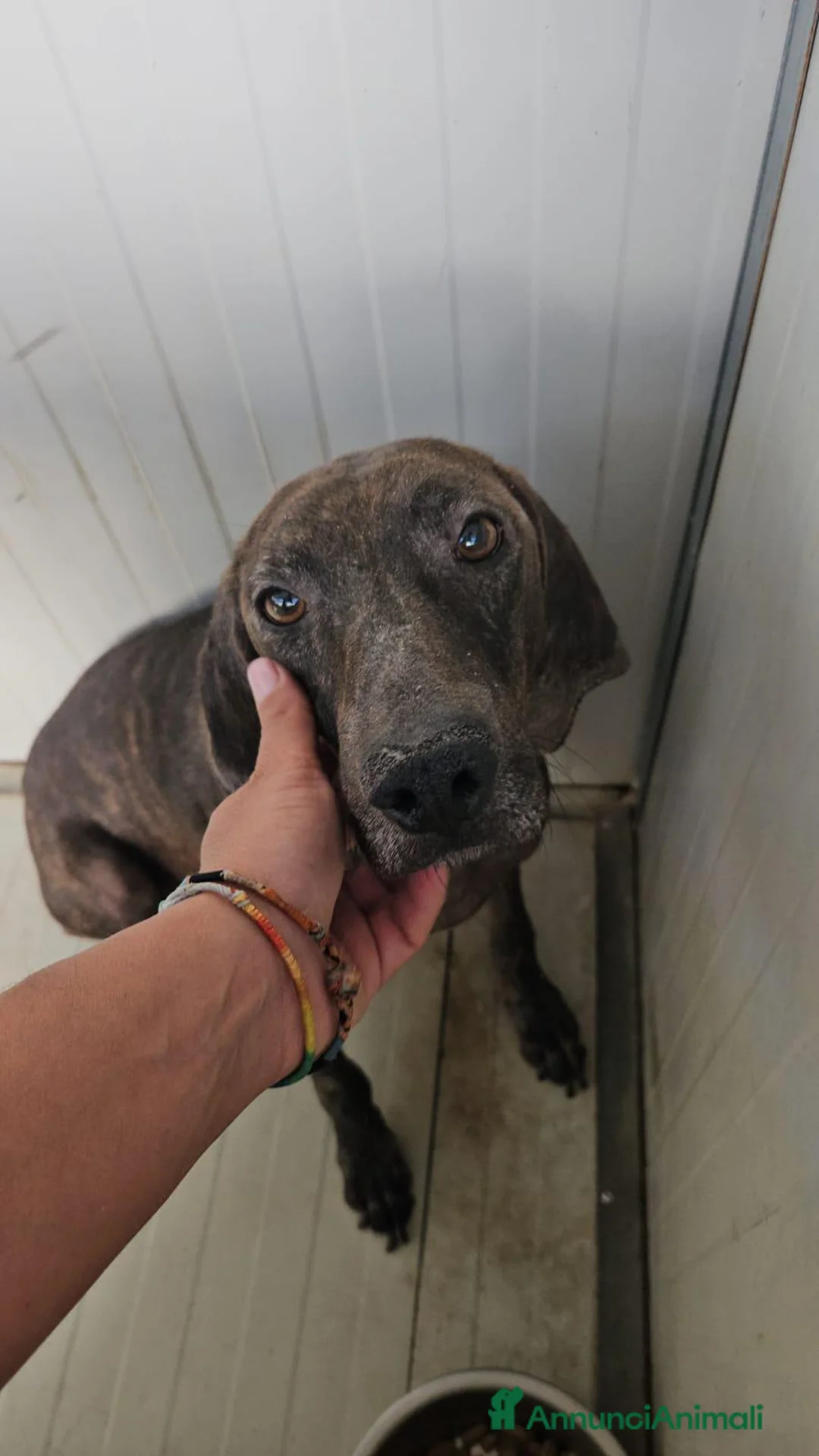 Bracco cani in regalo: Michele: adozione del cuore - Annuncio 5