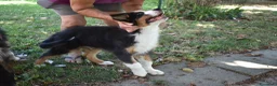 Australian Shepherd cani in vendita: Cucciolo Tricolor Black Maschio a Provincia di Alessandria - Annuncio 1