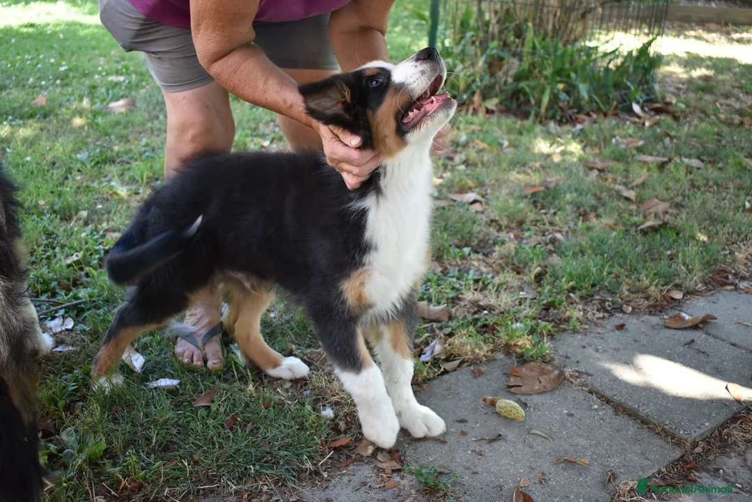 Australian Shepherd cani in vendita: Cucciolo Tricolor Black Maschio a Provincia di Alessandria - Annuncio 1