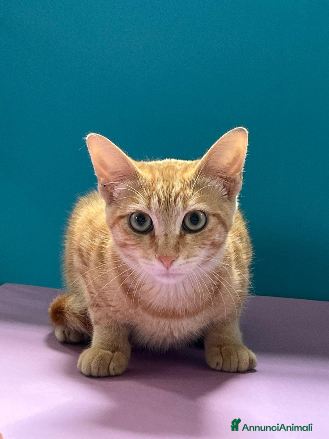 Europeo gatti in regalo: Micino rosso maschio occhi verdi - Annuncio 7