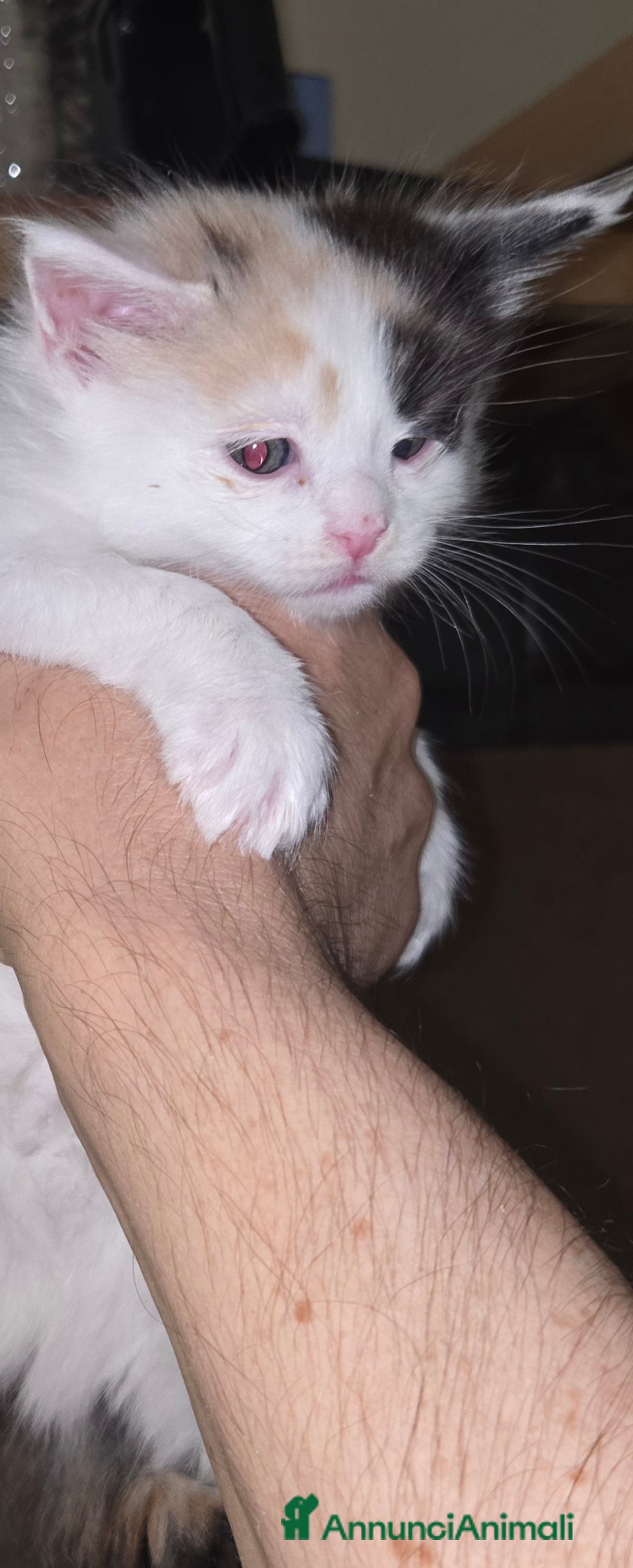 Maine Coon gatti in vendita: Cuccioli di Maine Coon pedigree da compagnia  - Annuncio 2