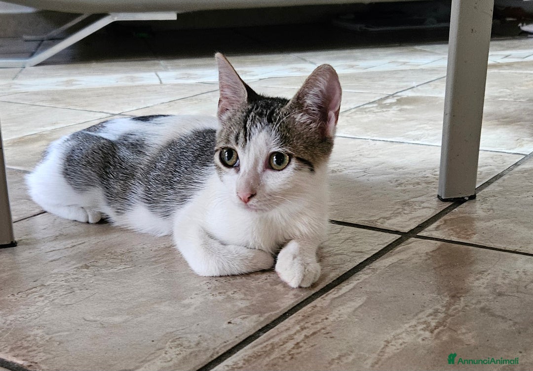 Europeo gatti in regalo: Una dolcissima gattina di tre mesi  - Immagine 2