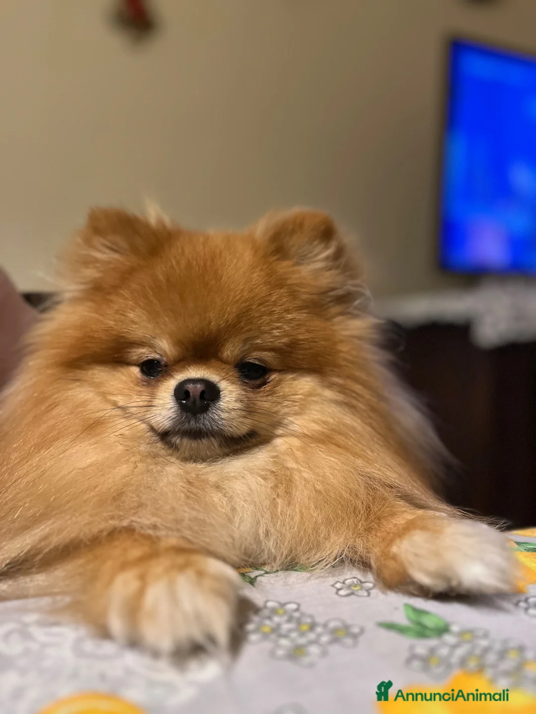 Spitz cani per accoppiamento: Spitz nano  - Annuncio 2