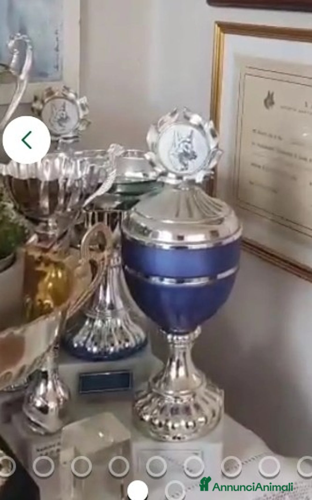 Pastore Tedesco cani in regalo:  proprietario regala splendidi cuccioli  - Annuncio 17