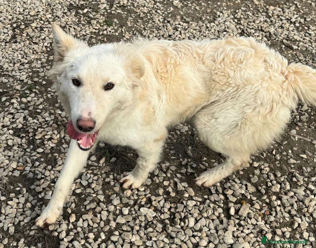 Meticcio cani in regalo: Curzio 10 mesi taglia media  - Annuncio 3