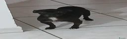 Meticcio cani in regalo: Cerco casa a Città metropolitana di Cagliari - Annuncio 2