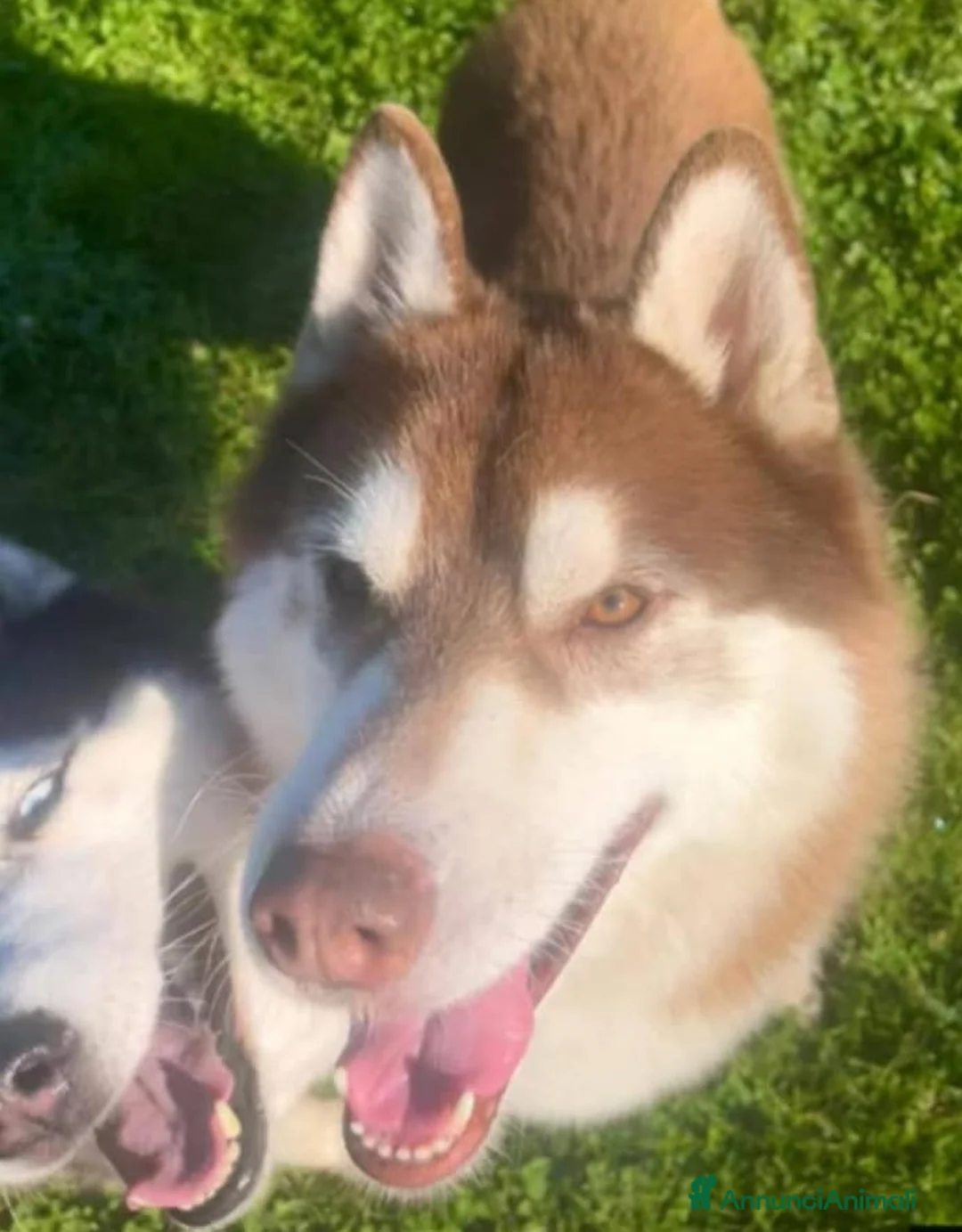 Husky cani in vendita: Cuccioli siberian husky con pedegree - Annuncio 3