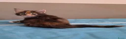 Maine Coon gatti in vendita: Litter F Dolci Fusa - Annuncio 3
