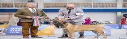 Bullmastiff cani per accoppiamento: Stallone disponibile - Annuncio 5