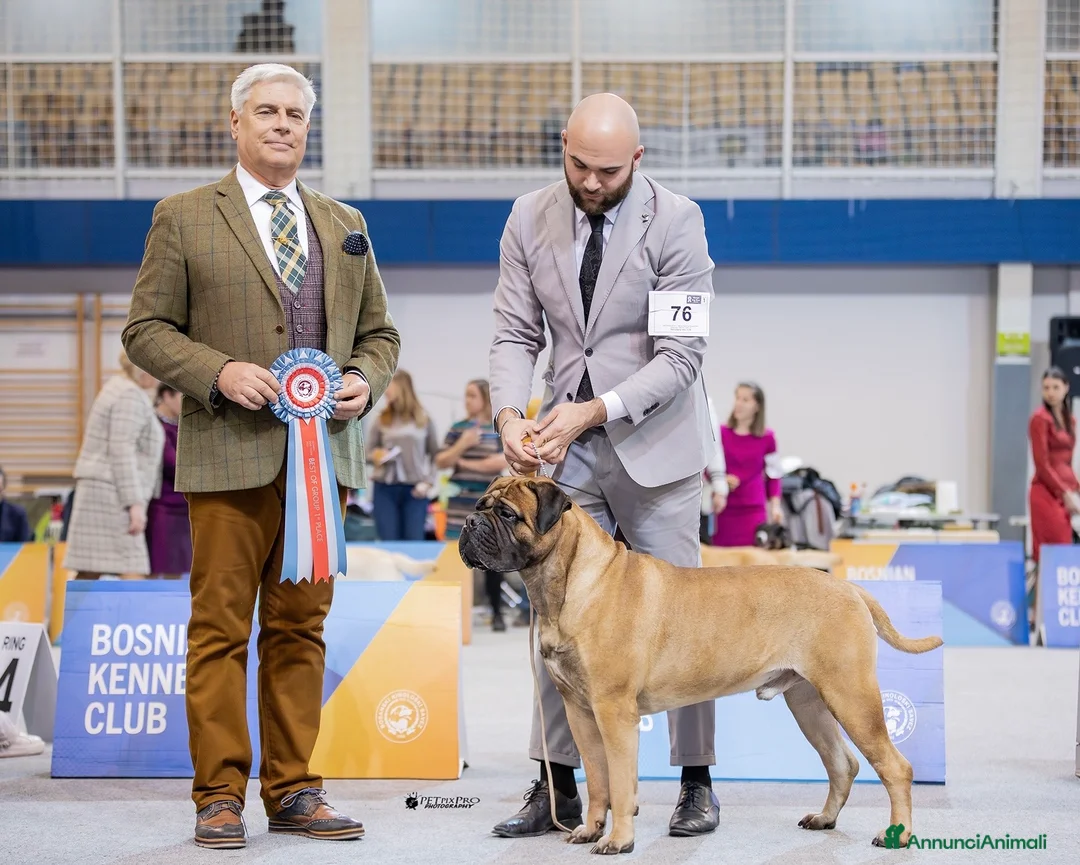 Bullmastiff cani per accoppiamento: Stallone disponibile - Annuncio 5