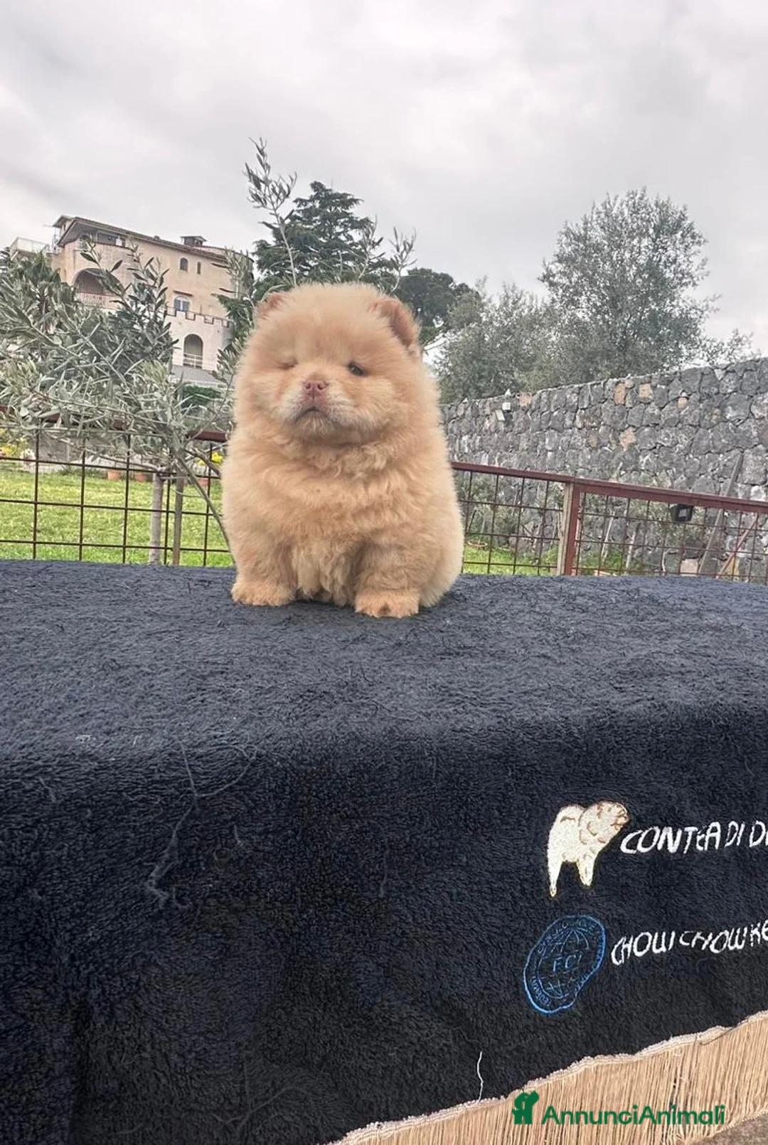 Chow Chow cani in vendita: Chow chow con Pedigree  - Annuncio 1