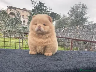 Chow Chow cani Chow chow con Pedigree - Annuncio 1