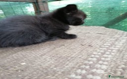 Europeo gatti in regalo: gattini cuccioli 2 mesi e mezzo🖤 - Immagine 6