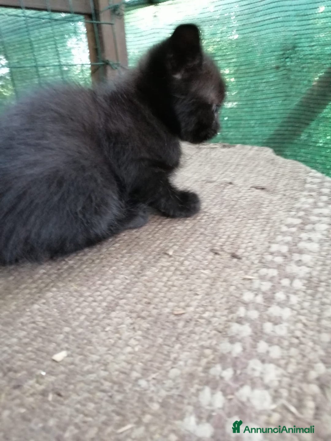 Europeo gatti in regalo: gattini cuccioli 2 mesi e mezzo🖤 - Immagine 6