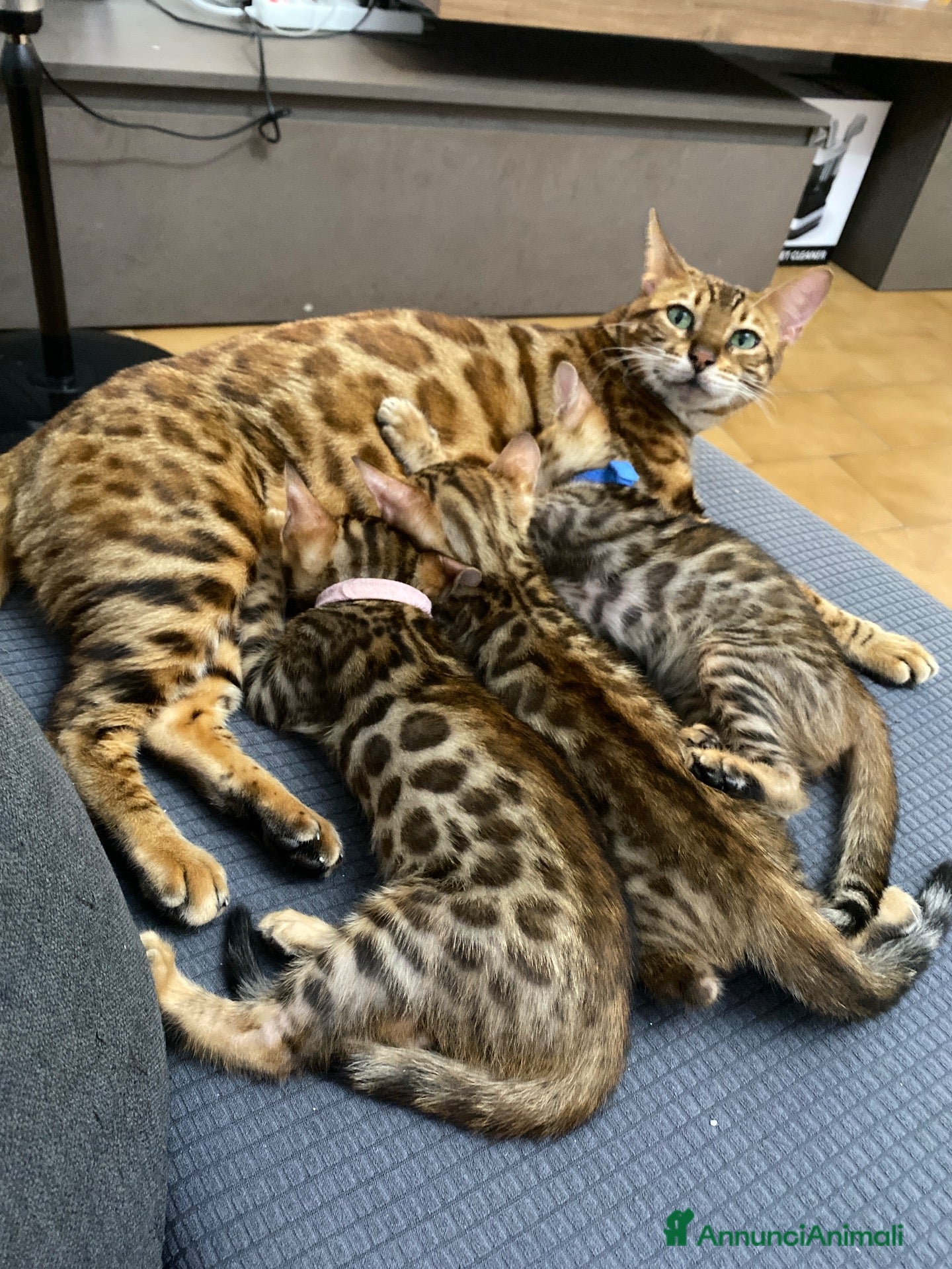Bengala gatti Coppia Bengala Con pedigree (Per allevamento) - Annuncio 1
