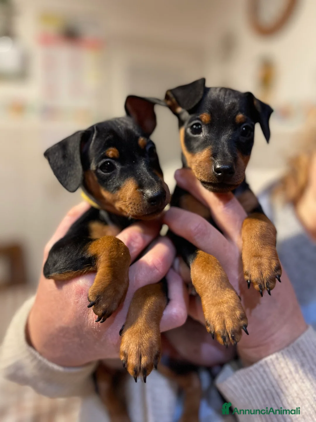 Immagine della galleria {{count}}