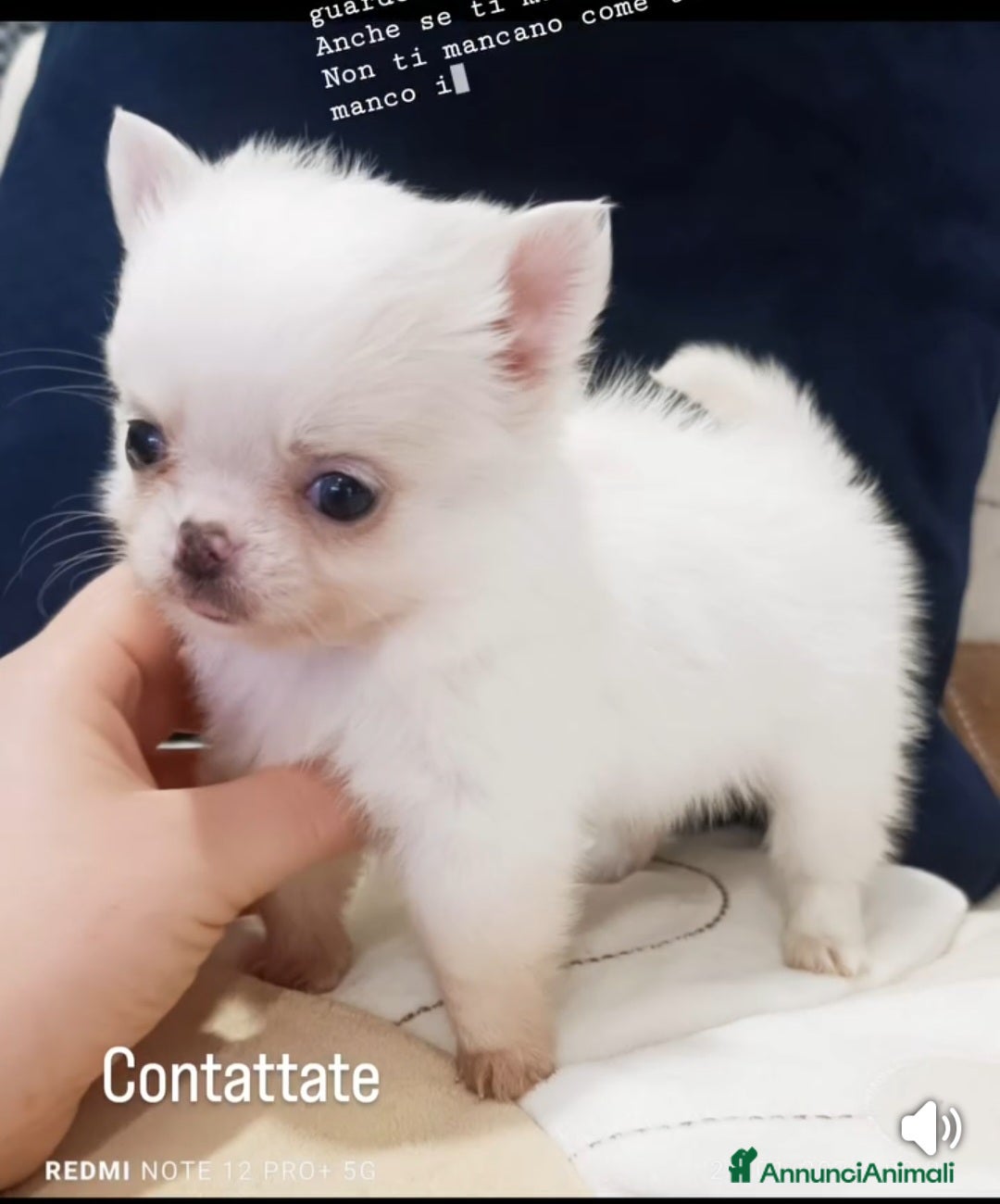 Chihuahua cani Cuccioli  - Annuncio 1