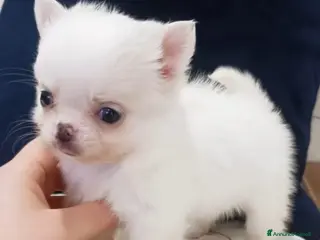 Chihuahua cani Cuccioli - Annuncio 1