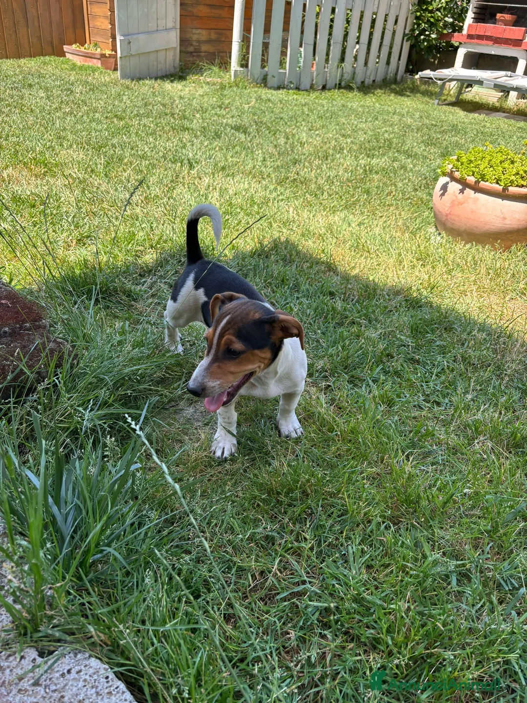 Jack Russell cani in vendita: Cucciolo jack Russell (recupero spese) a Provincia di Forlì-Cesena - Annuncio 7
