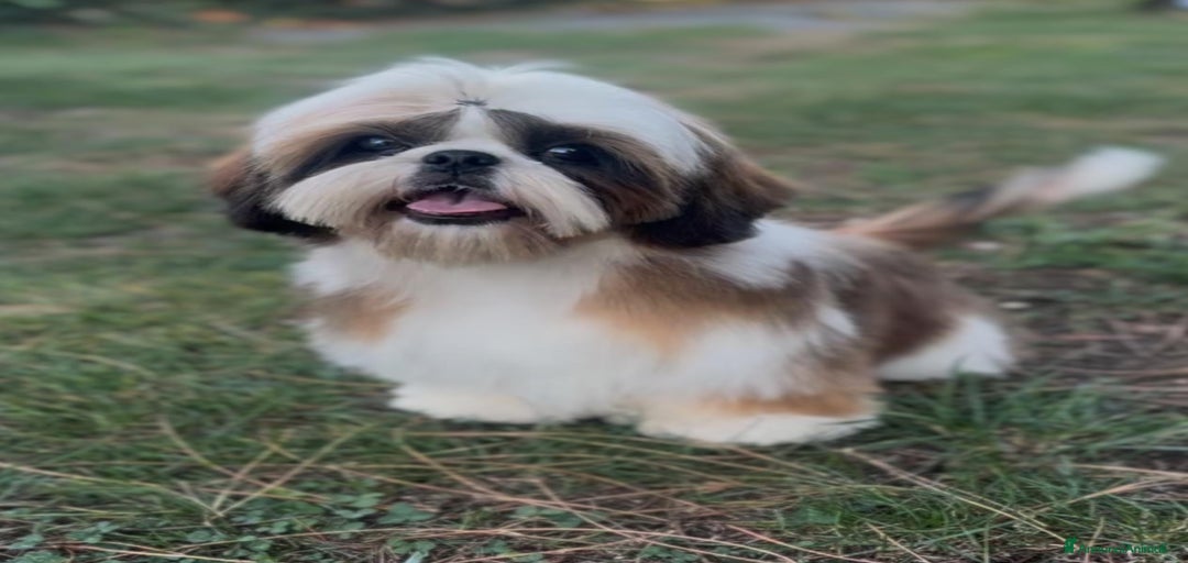 Immagine della galleria {{count}}