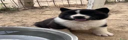 Akita Americano cani in vendita: Cuccioli di Akita  - Annuncio 5