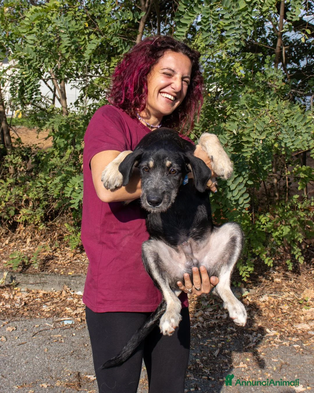 Meticcio cani in regalo: GUNN  - Annuncio 2