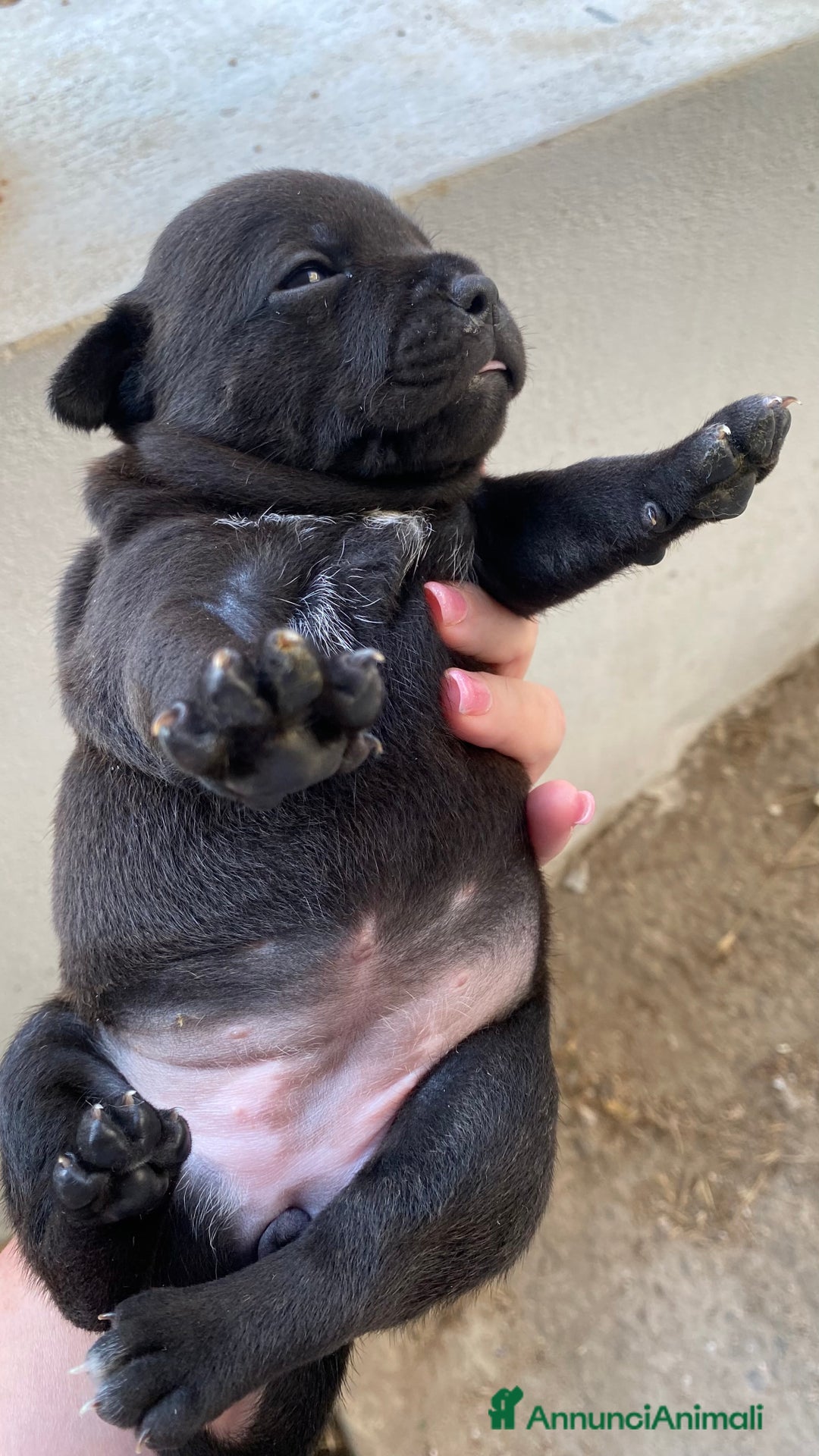 Staffordshire cani in vendita: Cuccioli di Staffordshire Bull Terrier a Città Metropolitana di Cagliari - Immagine 6