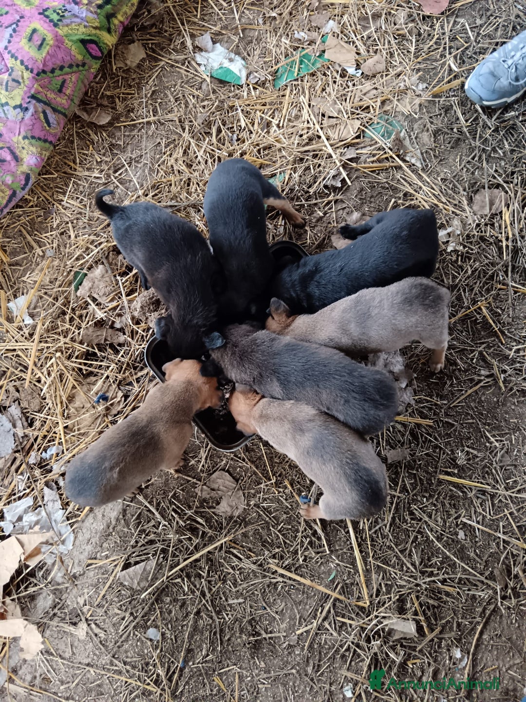 Meticcio cani in regalo: 7 dolcissimi cuccioli di 2 mesi taglia mediopiccol - Annuncio 5