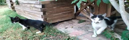 Meticcio gatti in regalo: simpatici gattini  - Annuncio 5