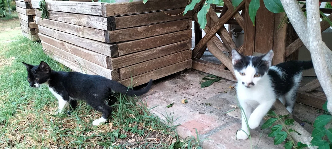 Meticcio gatti in regalo: simpatici gattini  - Annuncio 5