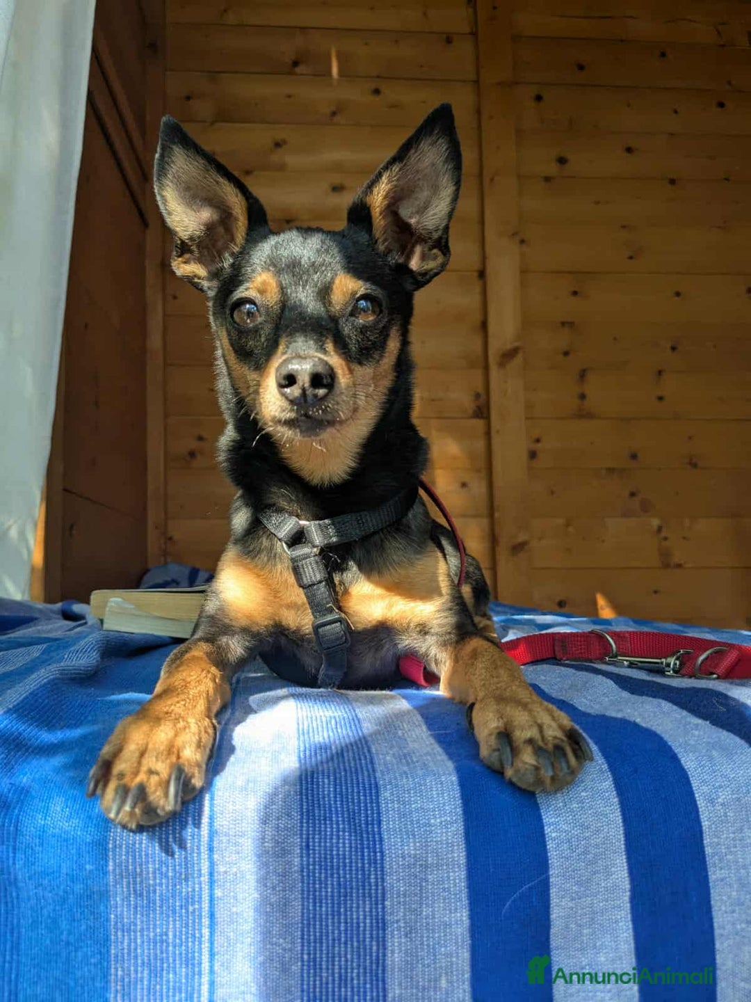 Pinscher Miniatura cani in regalo: STARLET, MINI PINSCHER dolcissima - Annuncio 1