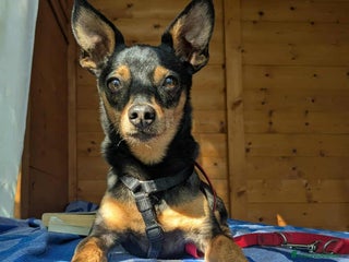 Pinscher Miniatura cani STARLET, MINI PINSCHER dolcissima - Annuncio 3