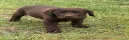 Labrador cani in vendita: Cucciolo Labrador Choco  - Annuncio 3