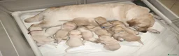Labrador cani in vendita: Cuccioli Labrador Retriever  a Ente di decentramento regionale di Udine - Annuncio 20